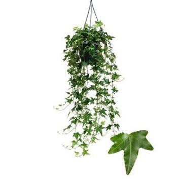 image HEDERA JACOBINE SUSP