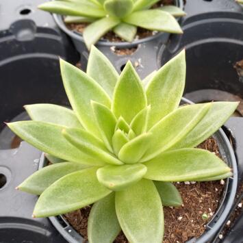 image ECHEVERIA AGAVOIDES RED SHADE