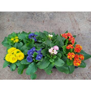 image PRIMEVERE ACAULIS FL DBLE