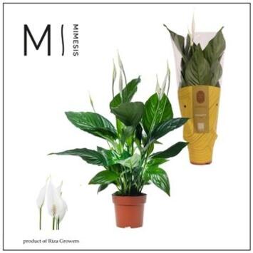 image SPATHIPHYLLUM SWEET RICARDO