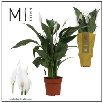 image SPATHIPHYLLUM SWEET RICARDO