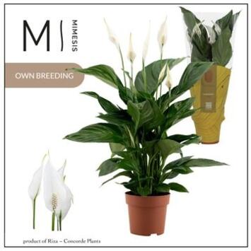 image SPATHIPHYLLUM SWEET RICARDO