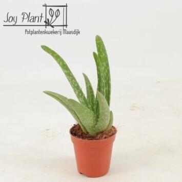 image ALOE VERA