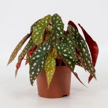 image BEGONIA MACULATA WIGHTII