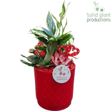 image COMPO 3 PLANTES CERAM