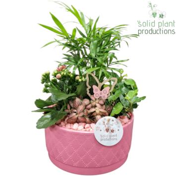 image COMPO 4 PLANTES CERAM