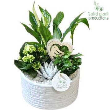 image COMPO 4 PLANTES CERAM