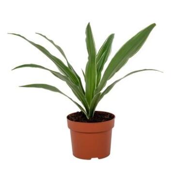 image DRACAENA WARNECKEI