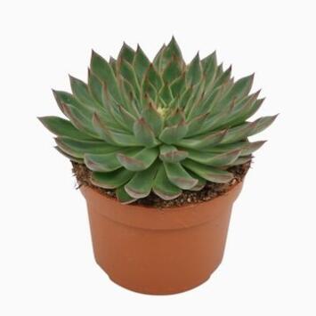 image ECHEVERIA SAGITA