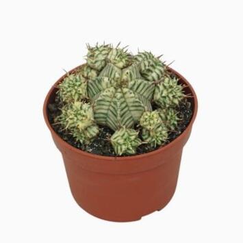 image EUPHORBIA MELOFORMIS