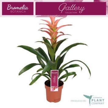 image GUZMANIA MELISSA