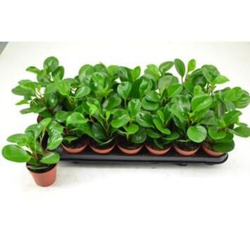 image PEPEROMIA GREEN LEMON