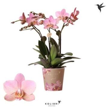 image PHALAENOPSIS 4BR ANTHURA TREVISO