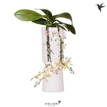 image PHALAENOPSIS 4BR MF VICTORIA FALL CERAM