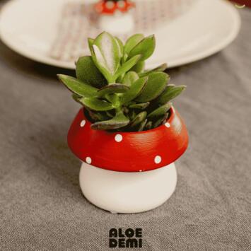 image SUCCULENTE CERAM