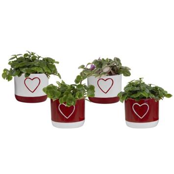 image PLANTE VERTE CERAM