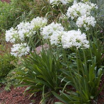 image AGAPANTHE UMBELLATUS ALBA BQ10