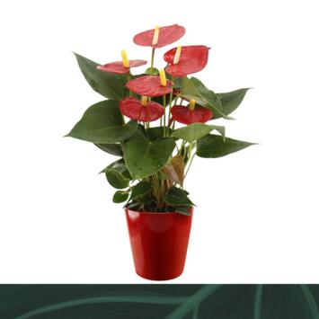 image ANTHURIUM ANDREANUM ROUGE CERAM