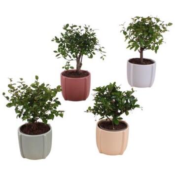 image BONSAI VARIE CERAM