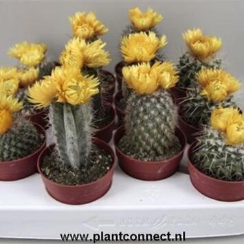 image CACTUS FL IMIT