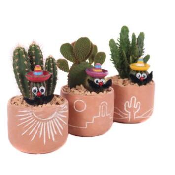 image CACTUS VARIE CERAM