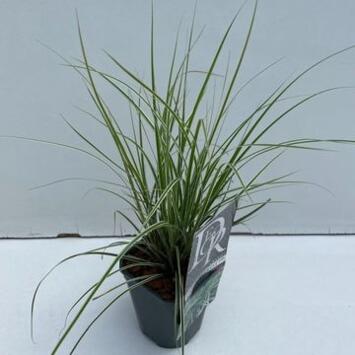 image CAREX EVEREST