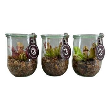 image PLANTES CARNIVORES BOCAL VERRE