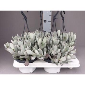 image COTYLEDON CORAL SUSP