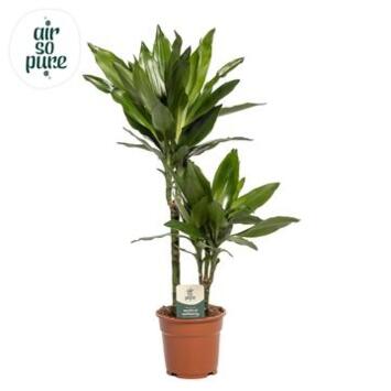 image DRACAENA JANET LIND
