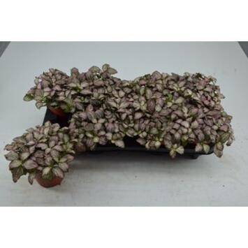image FITTONIA PINK TIGER