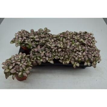 image FITTONIA PINK TIGER