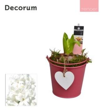 image JACINTHE X1 ZINC