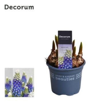 image MUSCARI EMMY