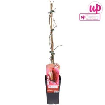 image PARTHENOCISSUS QINQUEFOLIA ENGELMANNII