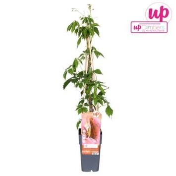 image PARTHENOCISSUS QINQUEFOLIA ENGELMANNII