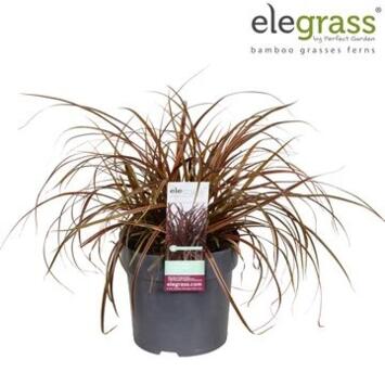 image UNCINIA RUBRA EVERFLAME