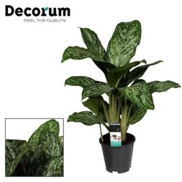 image AGLAONEMA GREENLIGHT