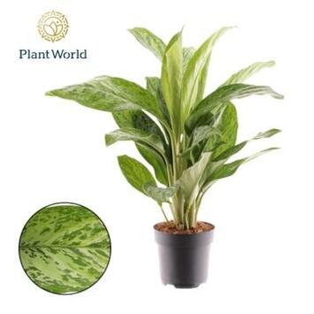 image AGLAONEMA GREENLIGHT