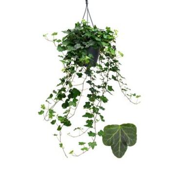 image HEDERA WONDER SUSP