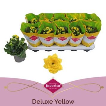 image KALANCHOE FL DBLE