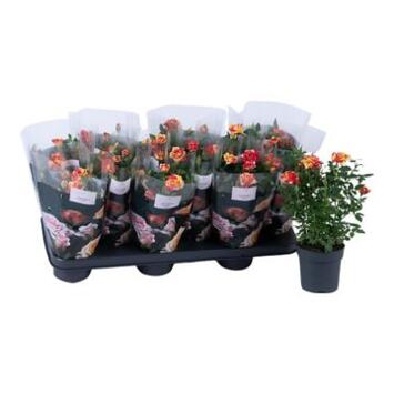 image ROSIER LISS