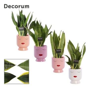 image SANSEVIERIA TRIFASCIATA CERAM VISAGE