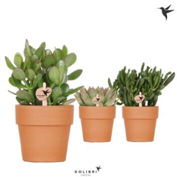 image SUCCULENTE P TERRE