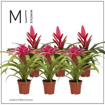 image BROMELIACEE ROSE