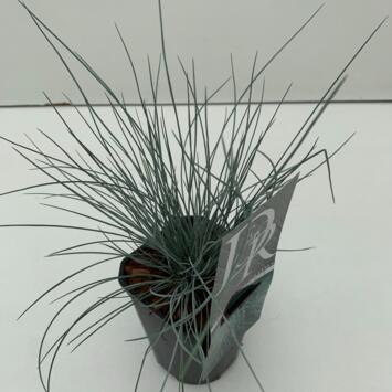 image FESTUCA GLAUCA