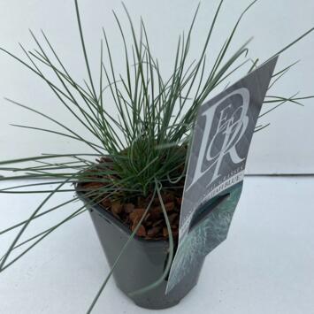 image FESTUCA GLAUCA