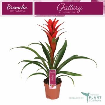 image GUZMANIA OSTARA ROUGE