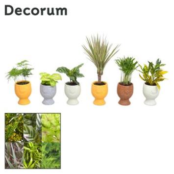 image PLANTE VERTE CERAM VISAGE