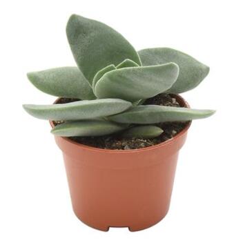image CRASSULA BOOMERANG