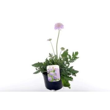 image SCABIEUSE BUTTERFLY BLUE